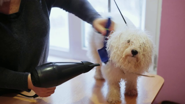 洗澡后，女美容师用吹风机吹干比雄犬的毛发