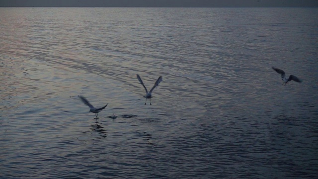 海鸟在海上游泳和飞行慢镜头
