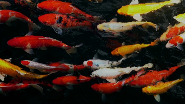 锦鲤在水族馆游泳的慢动作，花哨的鲤鱼鱼，俯视图