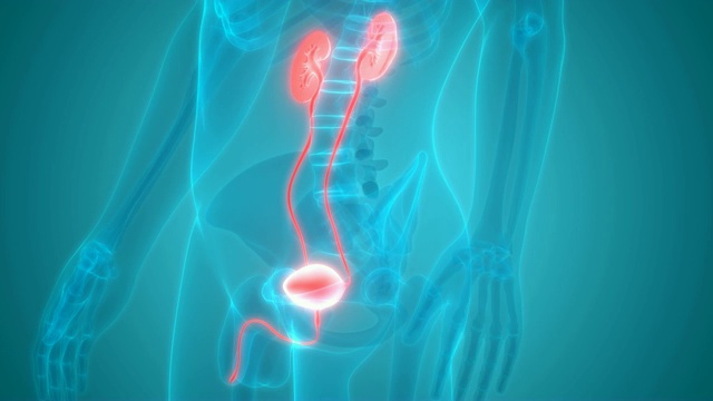 人体泌尿系统肾脏与膀胱解剖学