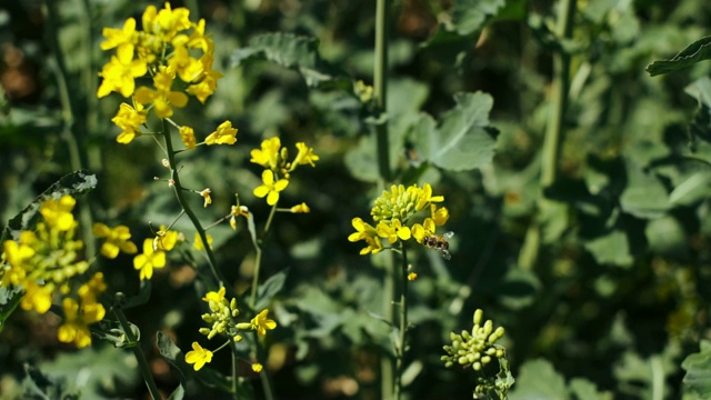 蜜蜂从花上收集花粉。