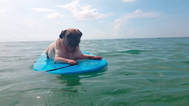 可爱的哈巴狗冲浪在一个冲浪板休息在海岸