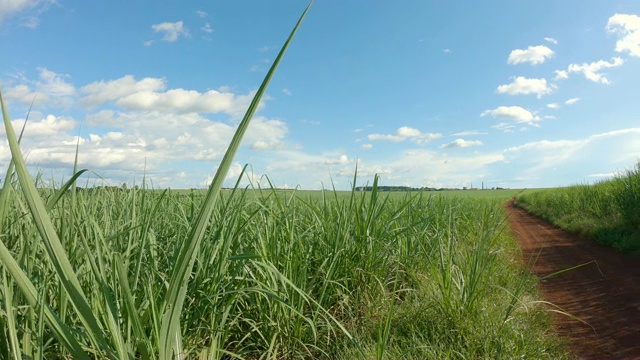 甘蔗种植园日落