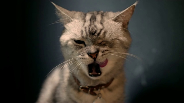 美国短毛猫看着镜头，舔着嘴巴，慢镜头