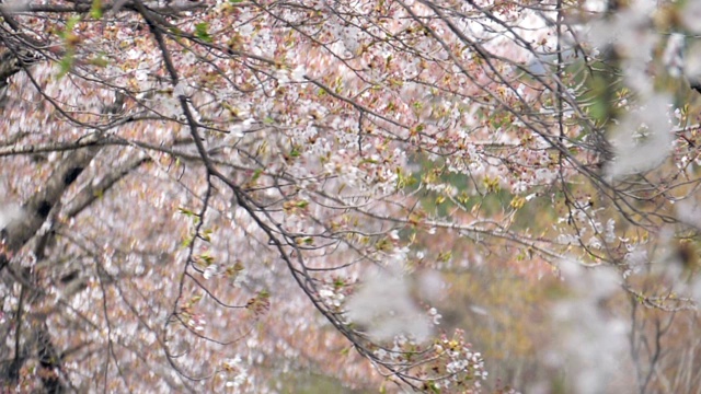 樱花花瓣被风缓缓飘落