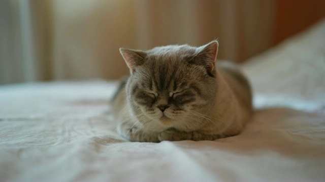 可爱的小猫在床上打盹，家养宠物，英国短毛丁香点