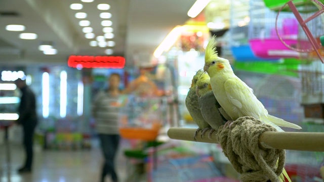 宠物店的鹦鹉