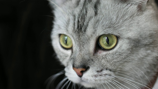 猫看东西