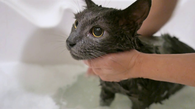 在浴室给灰猫洗澡