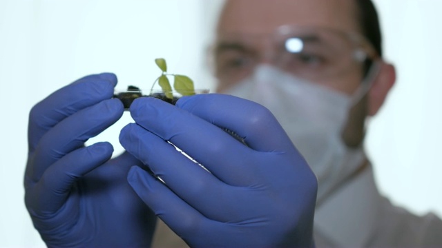 生物学家研究样本。科学,生物学,生态学。戴着防护面具在实验室里研究草药样本的专业科学家。男性科学家在培养皿中观察植物叶子。