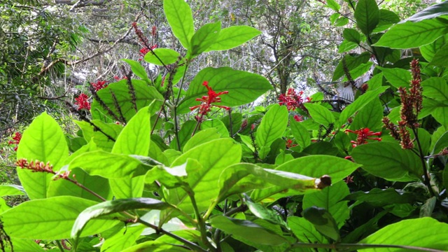 夏威夷的花