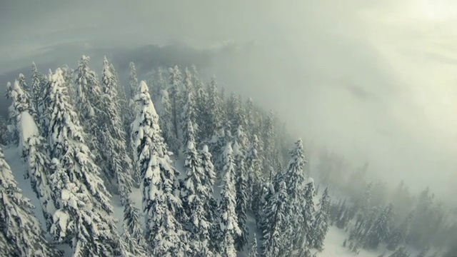 穆迪低地雾云空中雪山森林树