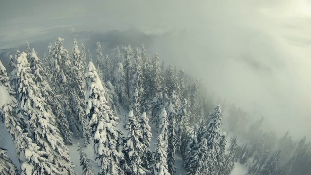 詳情圖-穆迪低地霧云空中雪山森林樹