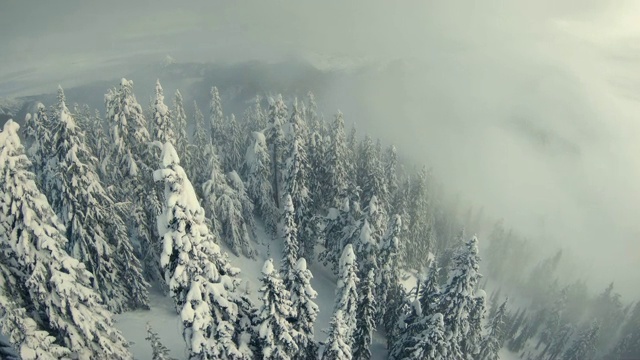 詳情圖-穆迪低地霧云空中雪山森林樹