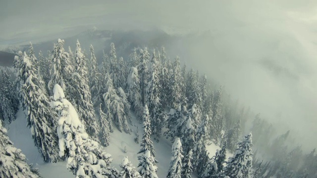詳情圖-穆迪低地霧云空中雪山森林樹