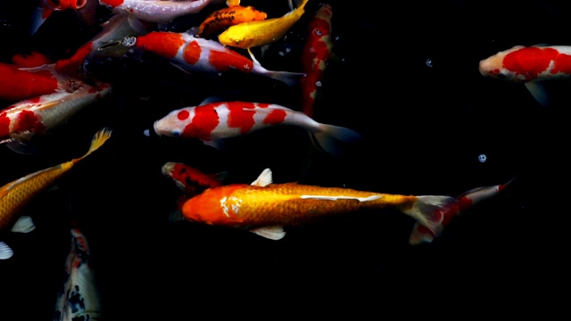 锦鲤在水族馆游泳的慢动作，花哨的鲤鱼鱼，俯视图