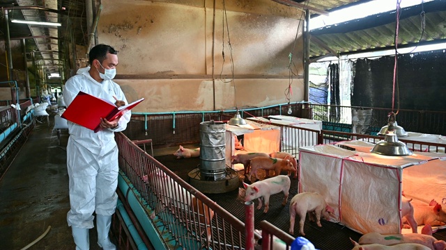 亚洲兽医正在阅读养猪场猪的健康报告