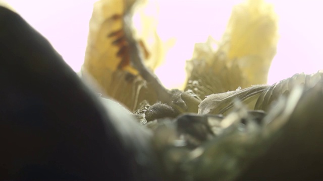 去皮巨大的柚子的特写，旋转，灯光效果