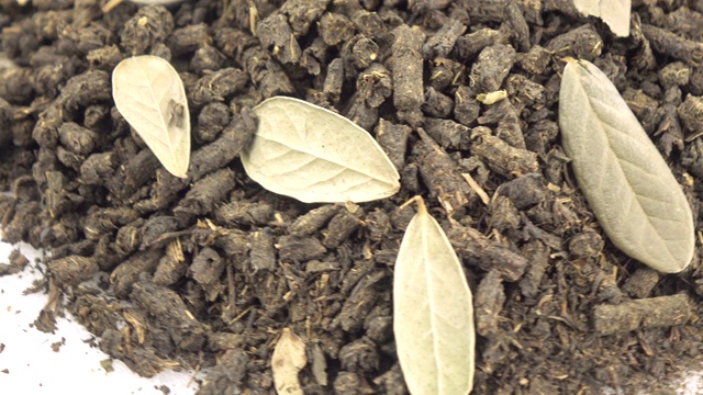 伊万用越橘叶泡茶