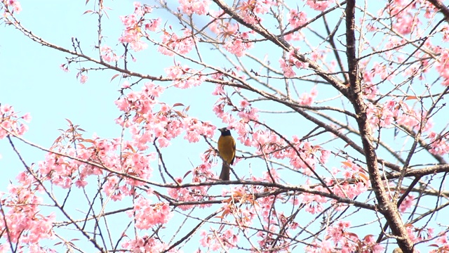 樱花和樱花上的白眼鸟
