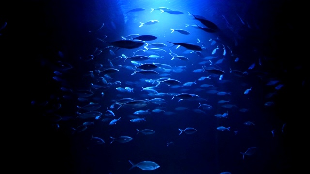 詳情圖-魚群游來游去，四千塊