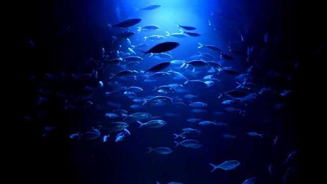 詳情圖-魚群游來游去，四千塊