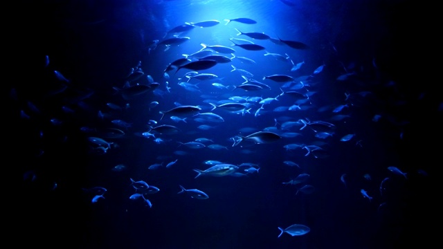 詳情圖-魚群游來游去，四千塊