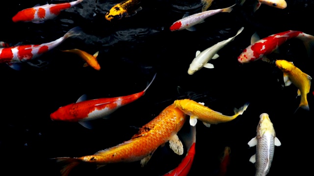 锦鲤在水族馆游泳的慢动作，花哨的鲤鱼鱼，俯视图