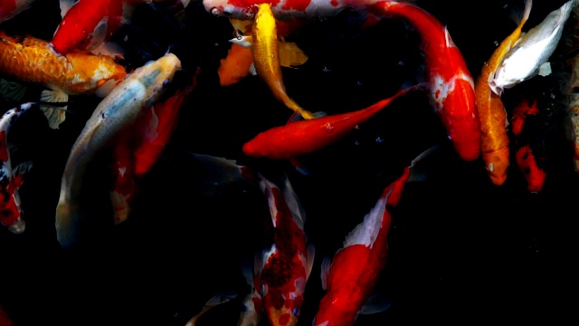 锦鲤在水族馆游泳的慢动作，花哨的鲤鱼鱼，俯视图