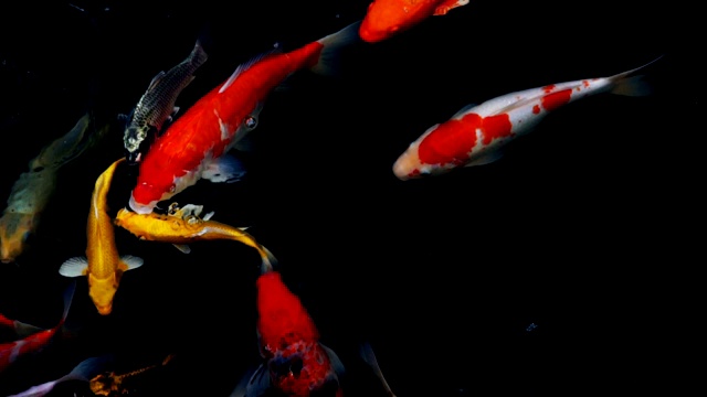 锦鲤在水族馆游泳的慢动作，花哨的鲤鱼鱼，俯视图