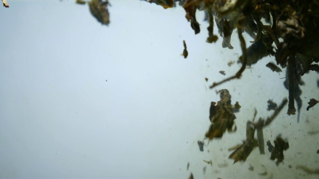 把茶丢进水里