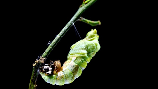 详情图-毛毛虫蜕变成茧的时间流逝