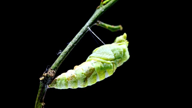 详情图-毛毛虫蜕变成茧的时间流逝