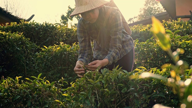 早上在泰国湄泓松采摘茶叶