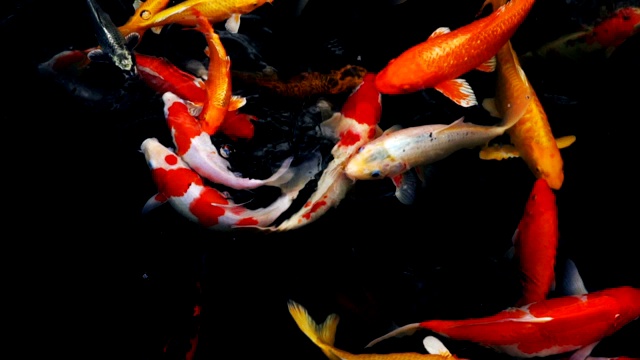 锦鲤在水族馆游泳的慢动作，花哨的鲤鱼鱼，俯视图