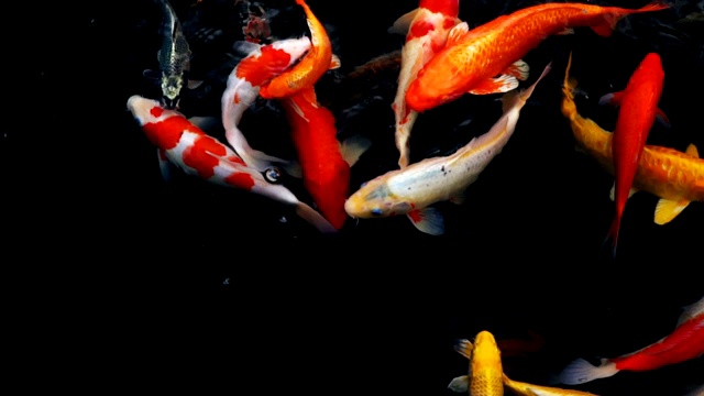 详情图-锦鲤在水族馆游泳的慢动作，花哨的鲤鱼鱼，俯视图