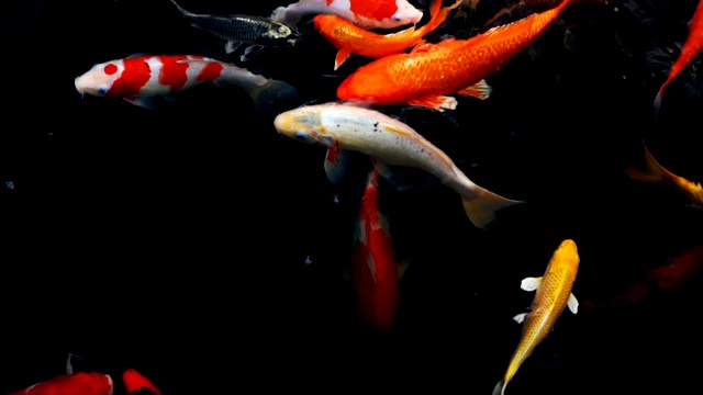 详情图-锦鲤在水族馆游泳的慢动作，花哨的鲤鱼鱼，俯视图