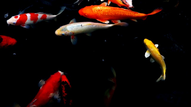 详情图-锦鲤在水族馆游泳的慢动作，花哨的鲤鱼鱼，俯视图