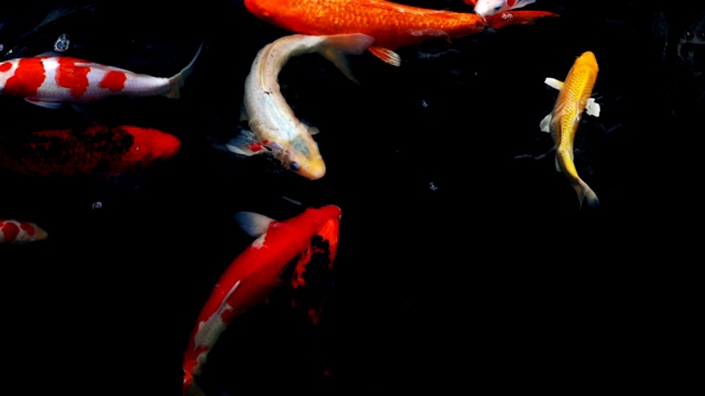 详情图-锦鲤在水族馆游泳的慢动作，花哨的鲤鱼鱼，俯视图