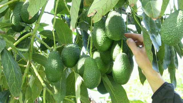 在牛油果树上手工采摘牛油果