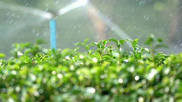 4k视频特写选择性聚焦茶园内的绿茶植物，在早晨的阳光下，通过洒水系统向茶树喷洒新鲜的水，模糊背景。