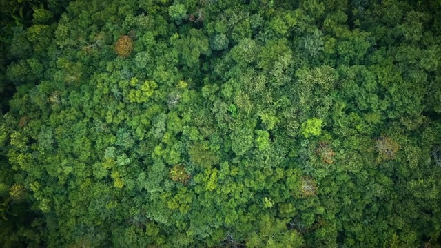 高空鸟瞰茂密的热带雨林