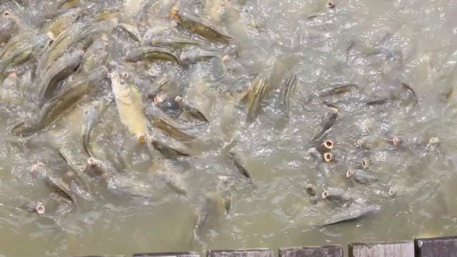 一群饥饿的koy鱼在湖面上争夺食物