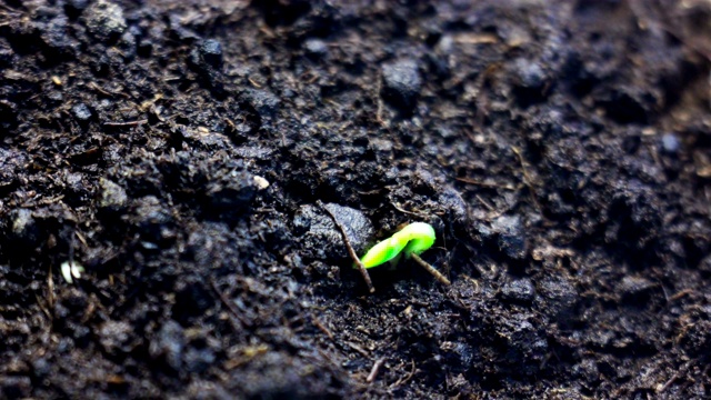 生长在地下的小植物。时间流逝。美丽的自然，象征着生命的循环，新思想，春天的时间。