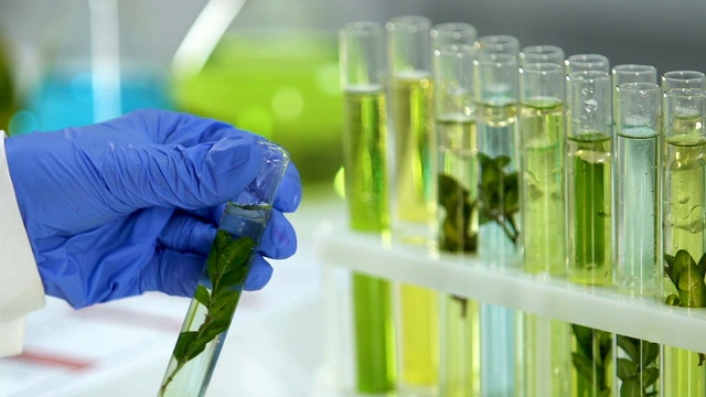 美容实验室工作人员在试管中标记植物样本，天然精华