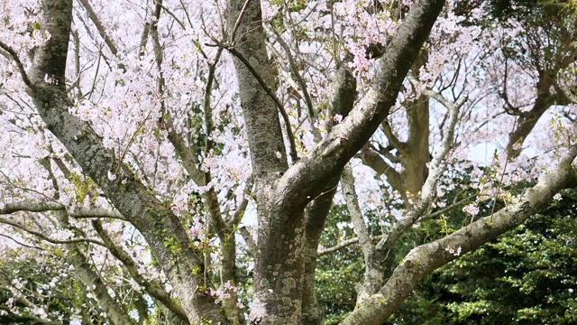 樱花盛开的风景