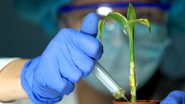 生物学家向试验植物注射化肥，农药开发，育种