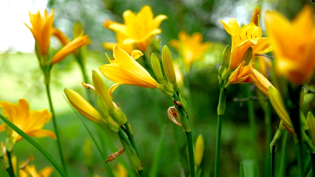 美丽的花是黄色的百合