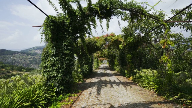 山间有藤蔓植物的小路