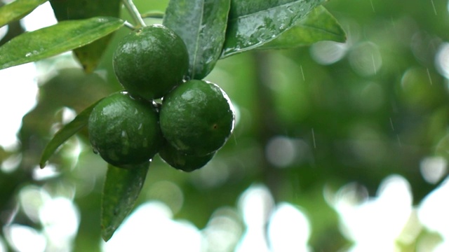 詳情圖-樹上的檸檬在雨中落下